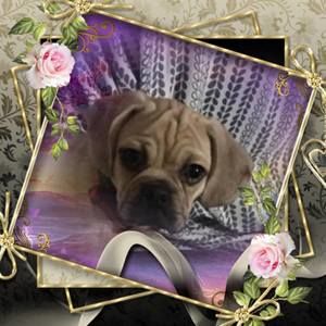 Meet your Posher, Barbara